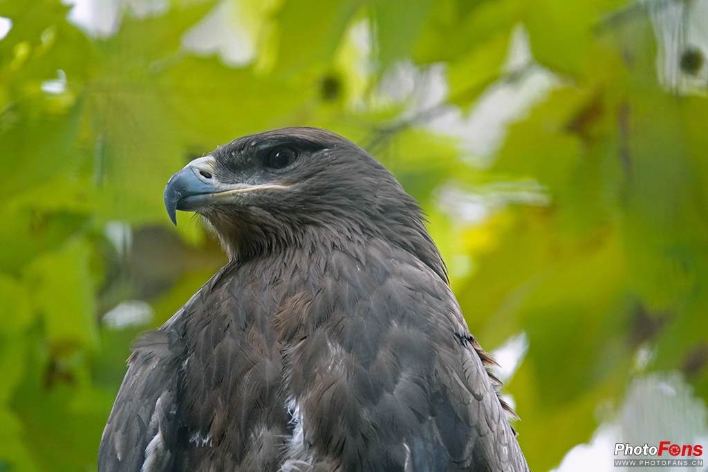 索尼黑卡rx10m4测评,索尼黑卡rx10五代