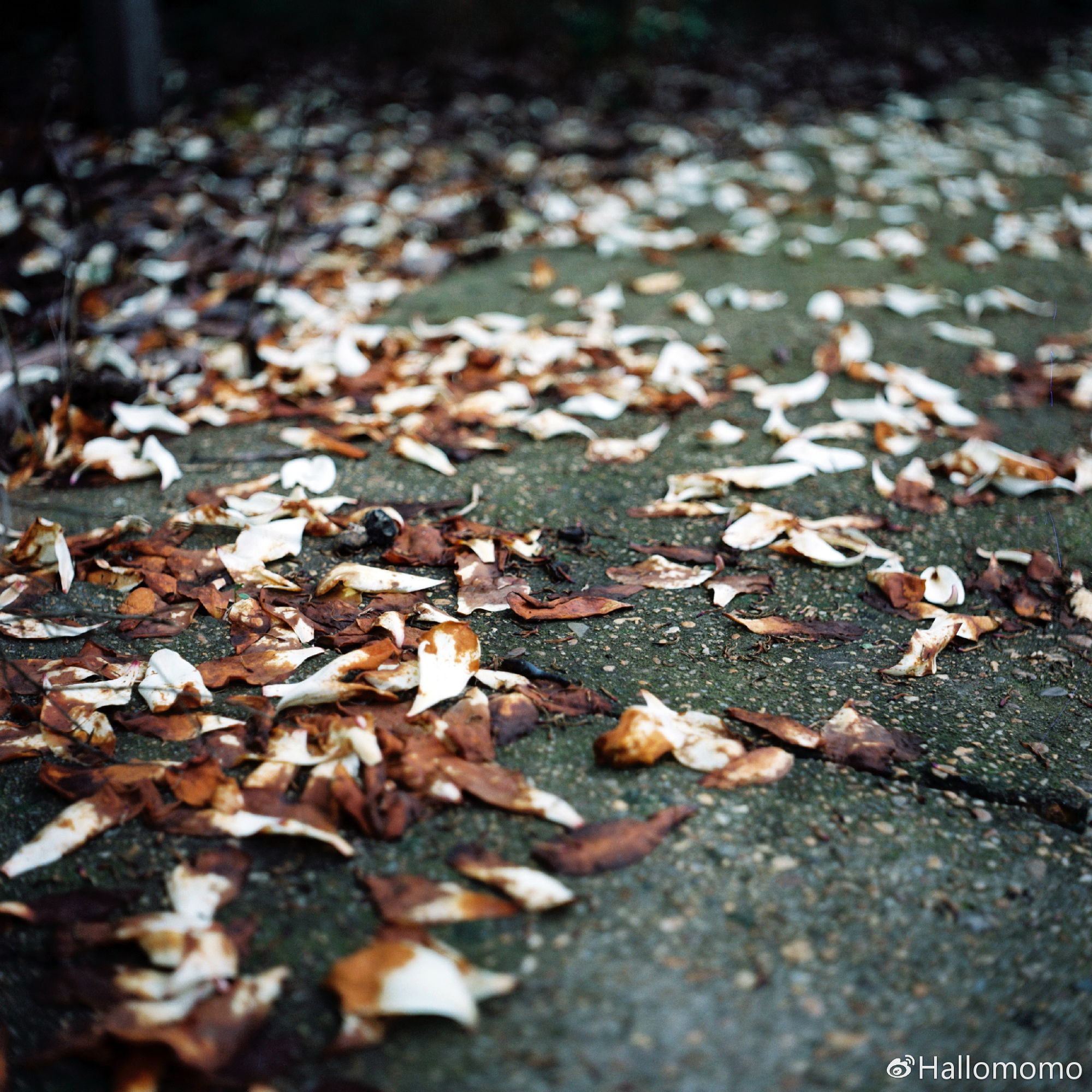 那些年我玩过的胶片机,旁轴胶片机推荐