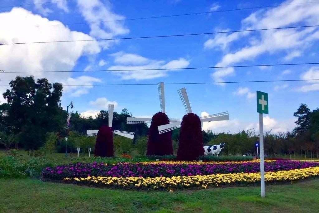 一周播报39期｜苏宁云商落户、秋季花展、书法展、港澳签注便捷化……国际化青白江给你好看！