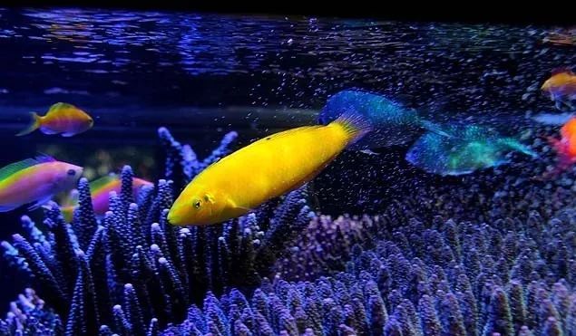 水管工人的美缸，美出新高度！