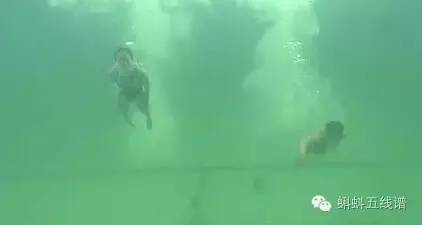 里约奥运会跳水池变绿,奥运泳池突然变色