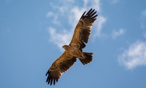 璞嗙摚鏃ヨ,璞嗙摚鏃ヨ璇楀彞