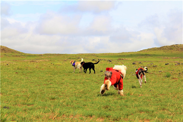 活动回顾|欧帝亿主题狗狗巴士察哈尔草原深处探秘万年火山