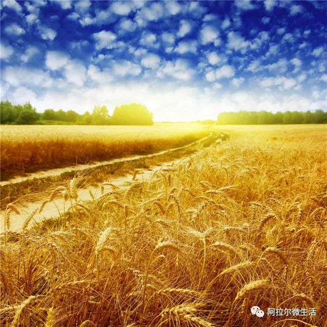 阿拉尔之歌原唱完整版,阿拉尔作品