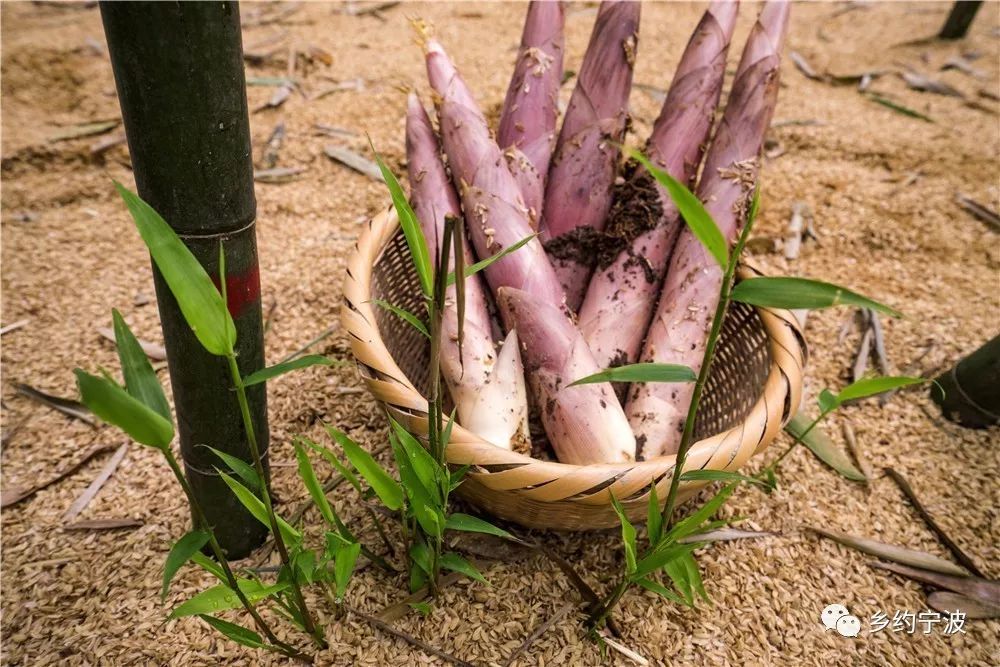 宁波的美食好吃吗,宁波有没有好吃的东西