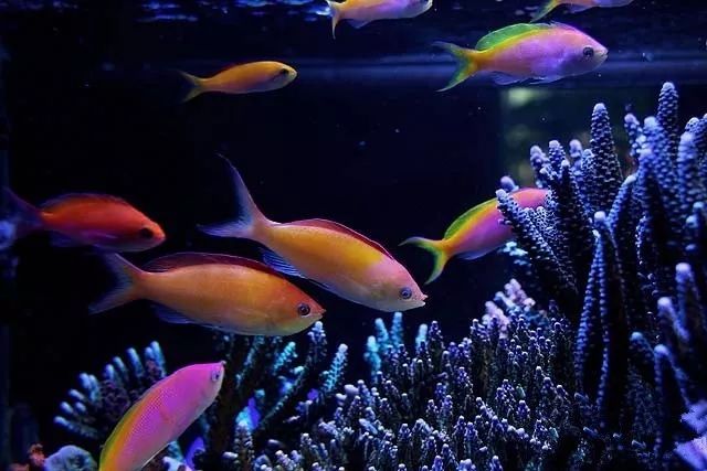 水管工人的美缸，美出新高度！