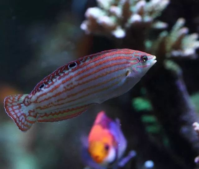 水管工人的美缸，美出新高度！