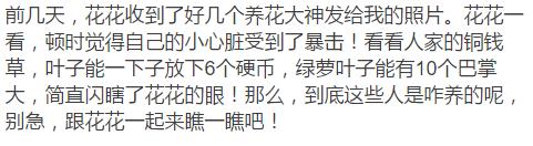 铜钱草和绿萝能一起在鱼缸养吗,绿萝和铜钱草好养活吗图片