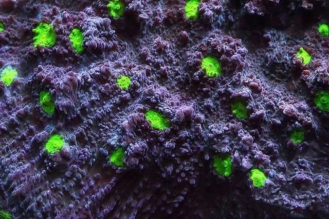 水管工人的美缸，美出新高度！