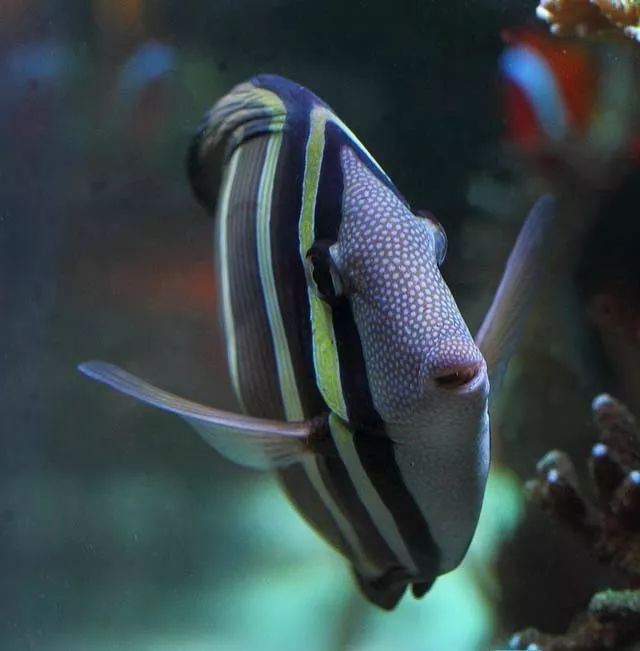 水管工人的美缸，美出新高度！