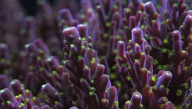 水管工人的美缸，美出新高度！