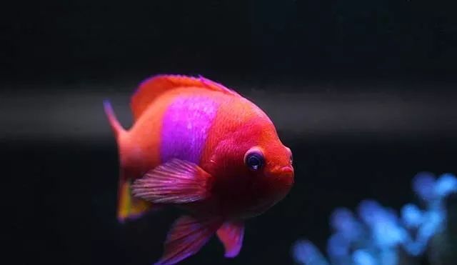 水管工人的美缸,美出新高度!