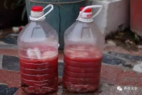 铜钱草和绿萝能一起在鱼缸养吗,绿萝和铜钱草好养活吗图片