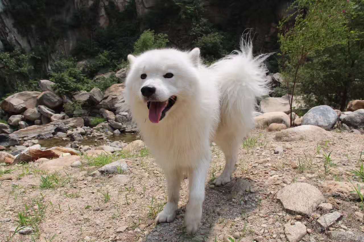 活动回顾｜随欧帝亿遛狗圣地撒花跑，铁锅灶台鱼可劲儿造回顾