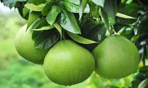 让人无法抵挡的甜蜜柚惑,据说经常吃还能瘦身