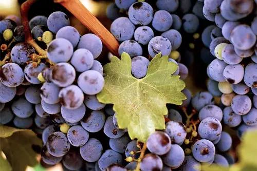 不吹牛！掌握了常州这12家饮品店的招牌，立马治好你的下午茶纠结症~