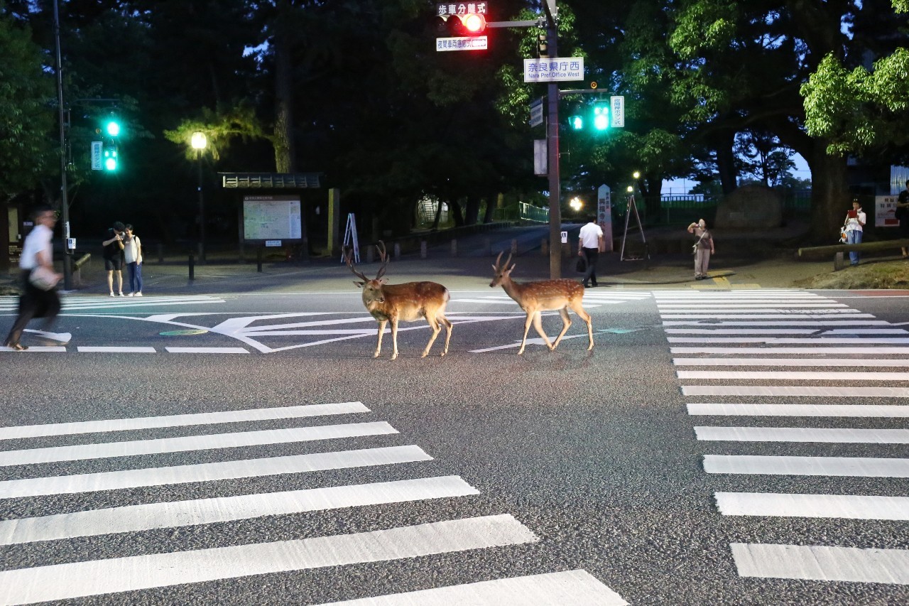 日本8月5日淀川花火大会观赏攻略,2023淀川花火大会个人视角全记录