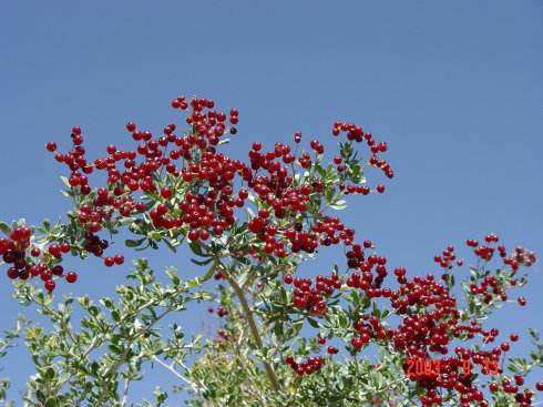 唐古特白刺果什么作用,唐古特白刺多糖磷酸化