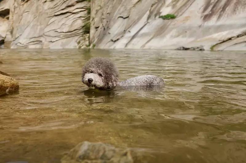 活动回顾｜随欧帝亿遛狗圣地撒花跑，铁锅灶台鱼可劲儿造回顾