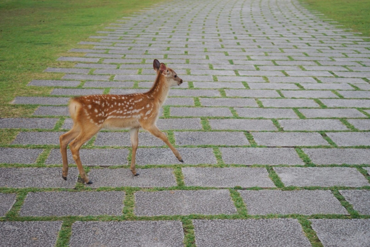 日本8月5日淀川花火大会观赏攻略,2023淀川花火大会个人视角全记录