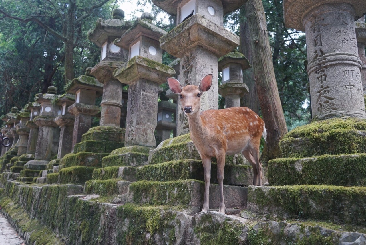 日本8月5日淀川花火大会观赏攻略,2023淀川花火大会个人视角全记录