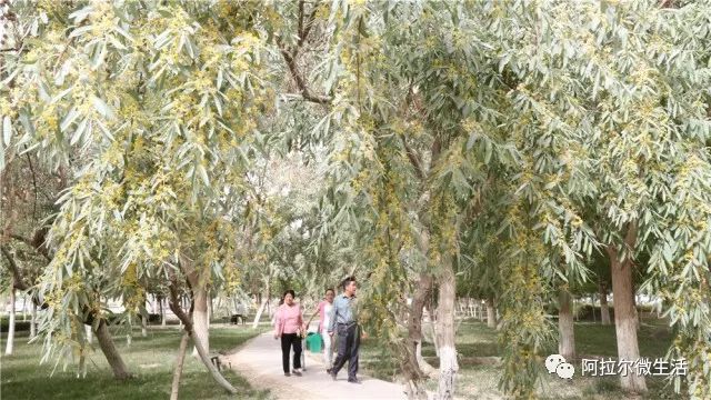 阿拉尔之歌原唱完整版,阿拉尔作品