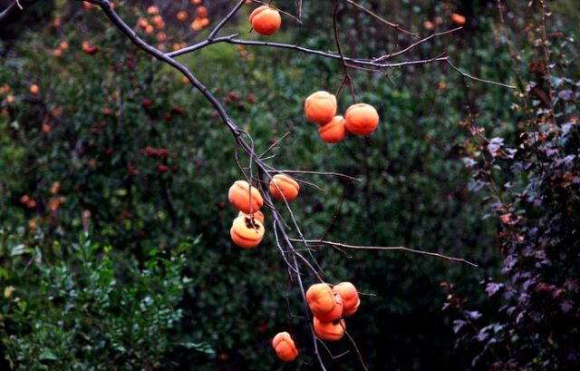 又是一年中秋月恰逢团圆好时节,又是一年中秋团圆时