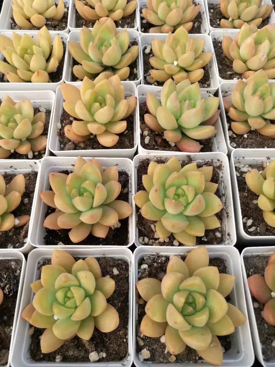 东西湖新型职业农民 (相城区新型职业农民)