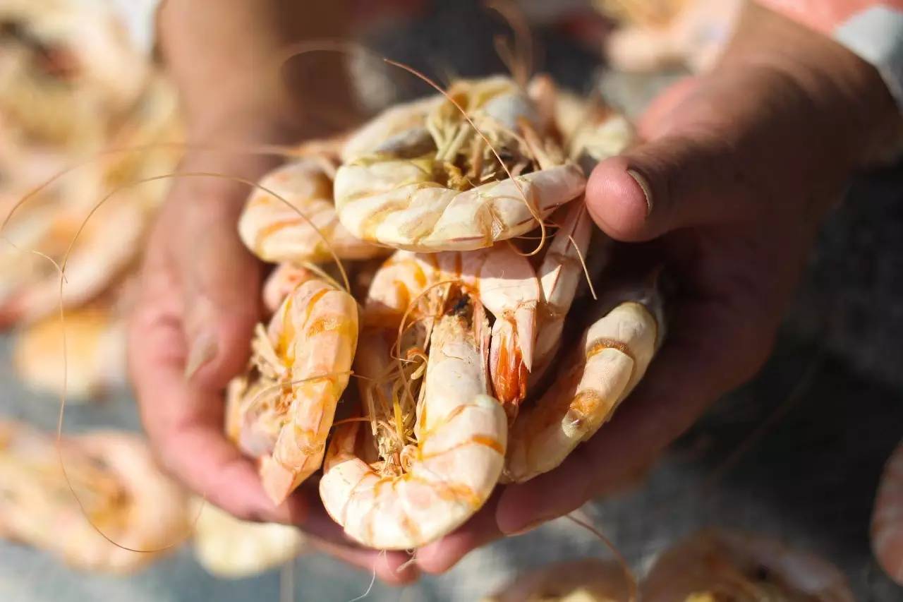 月子娘开荤要用虾干醋汤……虾干的9种温阳吃法