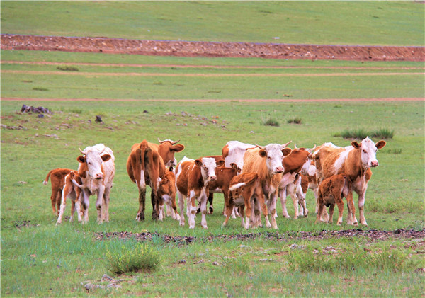活动回顾|欧帝亿主题狗狗巴士察哈尔草原深处探秘万年火山