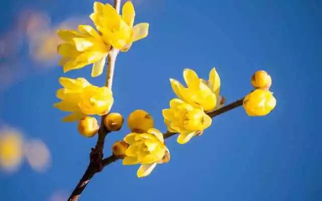 专利故事｜有了他们，腊梅花香不再是冬天的“专利”