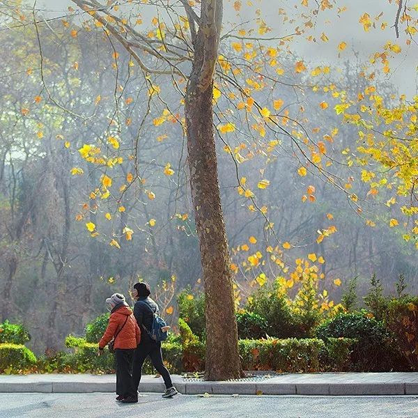 久久重阳,登高望远,大连棒棰岛景区推出敬老优惠