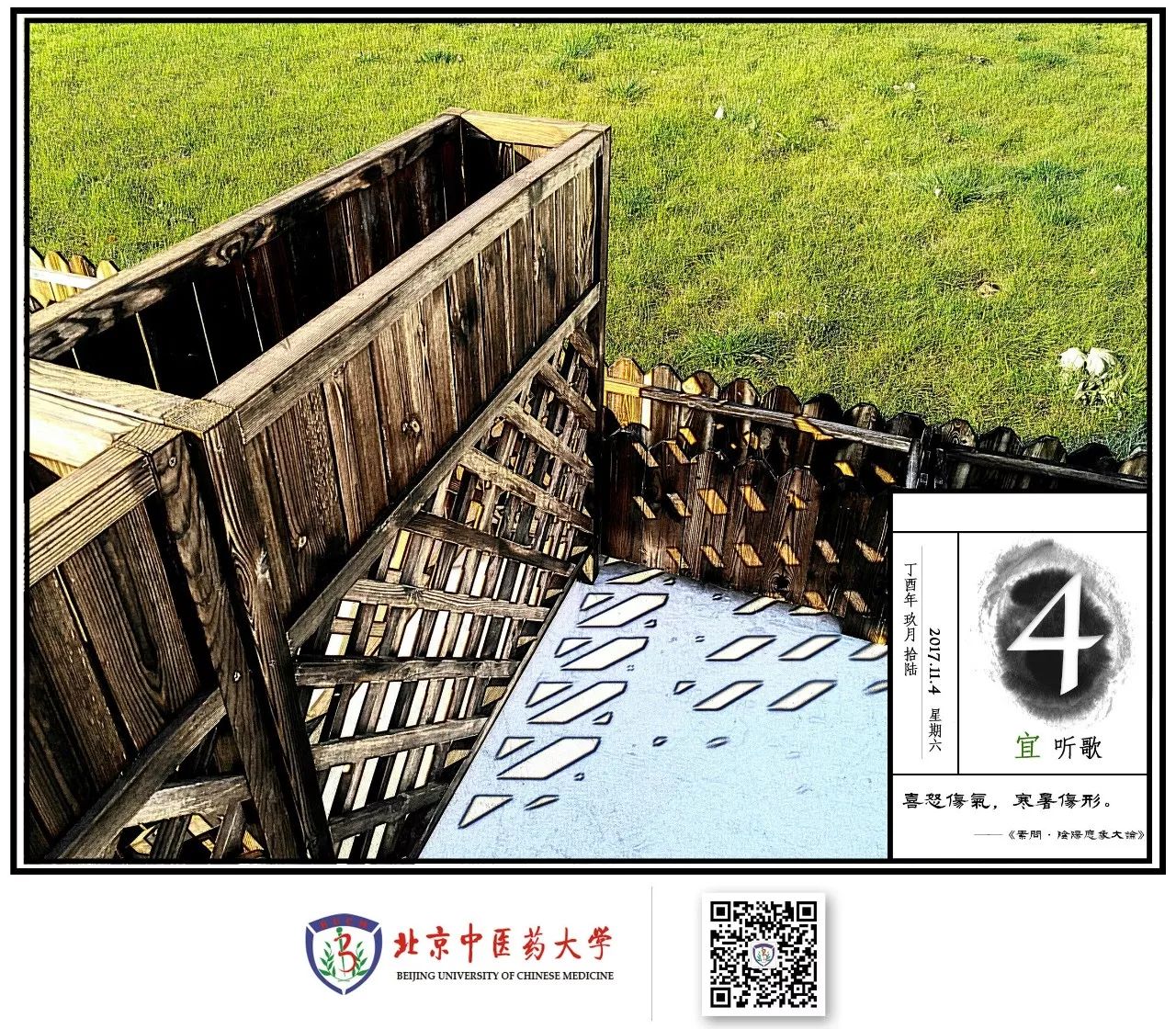 菘蓝开花,菘蓝花开