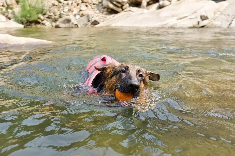 活动回顾｜随欧帝亿遛狗圣地撒花跑，铁锅灶台鱼可劲儿造回顾