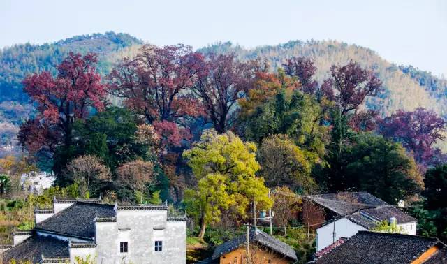 吃了酵素肚子咕咕拉肚子,吃酵素每天都拉肚子
