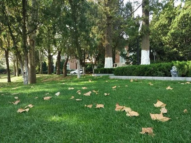 久久重阳,登高望远,大连棒棰岛景区推出敬老优惠