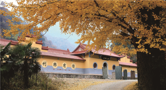 银杏舞,醉深秋|送您最新赏杏精品自驾游线路!