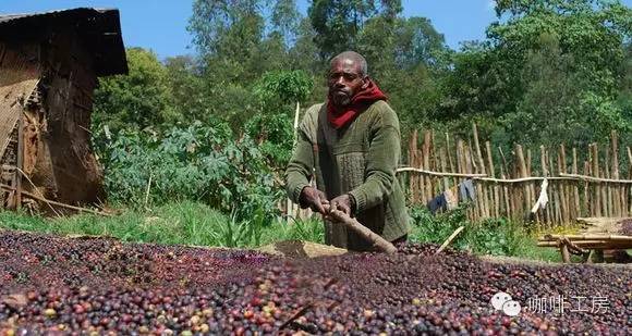哥斯达黎加咖啡黑蜜,咖啡蜜与普通蜜区别