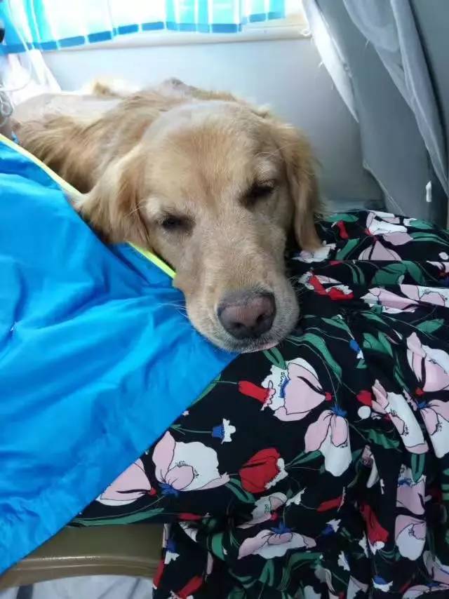 活动回顾｜随欧帝亿遛狗圣地撒花跑，铁锅灶台鱼可劲儿造回顾