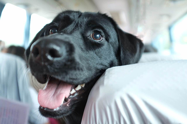 活动回顾|欧帝亿主题狗狗巴士察哈尔草原深处探秘万年火山