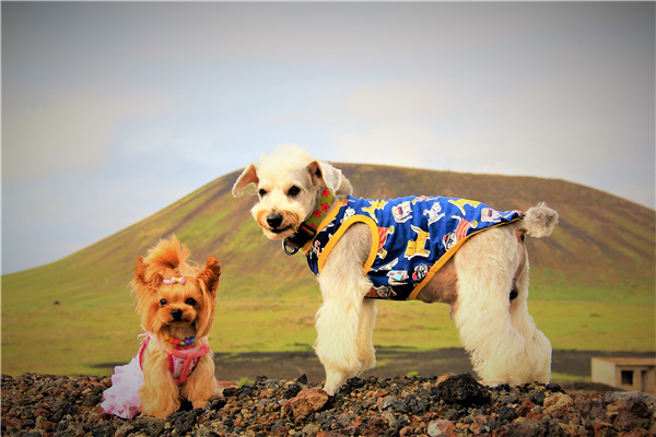 活动回顾|欧帝亿主题狗狗巴士察哈尔草原深处探秘万年火山