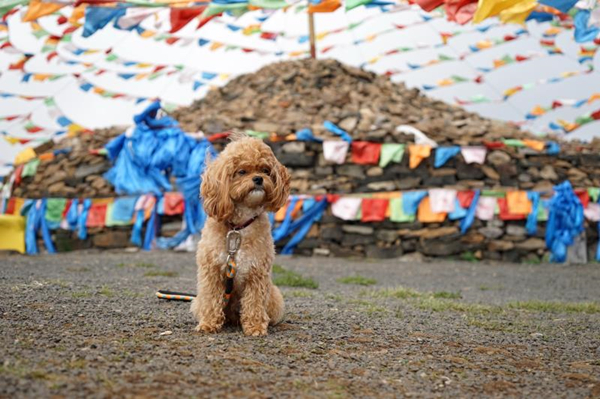 活动回顾|欧帝亿主题狗狗巴士察哈尔草原深处探秘万年火山
