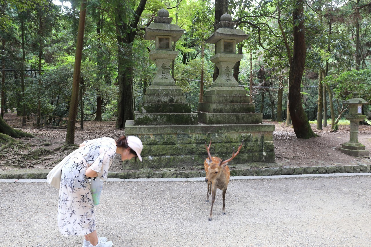 日本8月5日淀川花火大会观赏攻略,2023淀川花火大会个人视角全记录