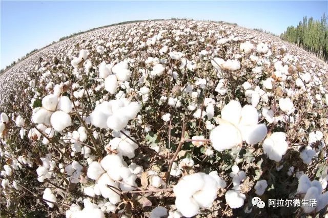 阿拉尔之歌原唱完整版,阿拉尔作品