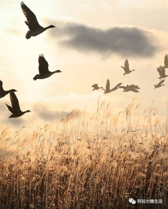 阿拉尔之歌原唱完整版,阿拉尔作品