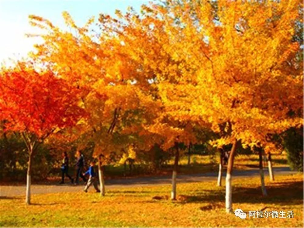 阿拉尔之歌原唱完整版,阿拉尔作品