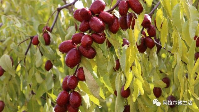 阿拉尔之歌原唱完整版,阿拉尔作品