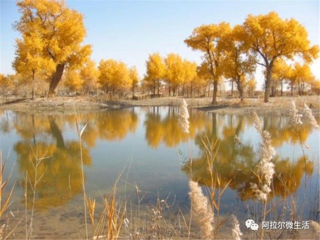 阿拉尔之歌原唱完整版,阿拉尔作品