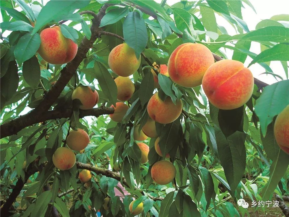 宁波的美食好吃吗,宁波有没有好吃的东西