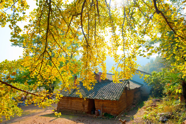 银杏舞,醉深秋|送您最新赏杏精品自驾游线路!